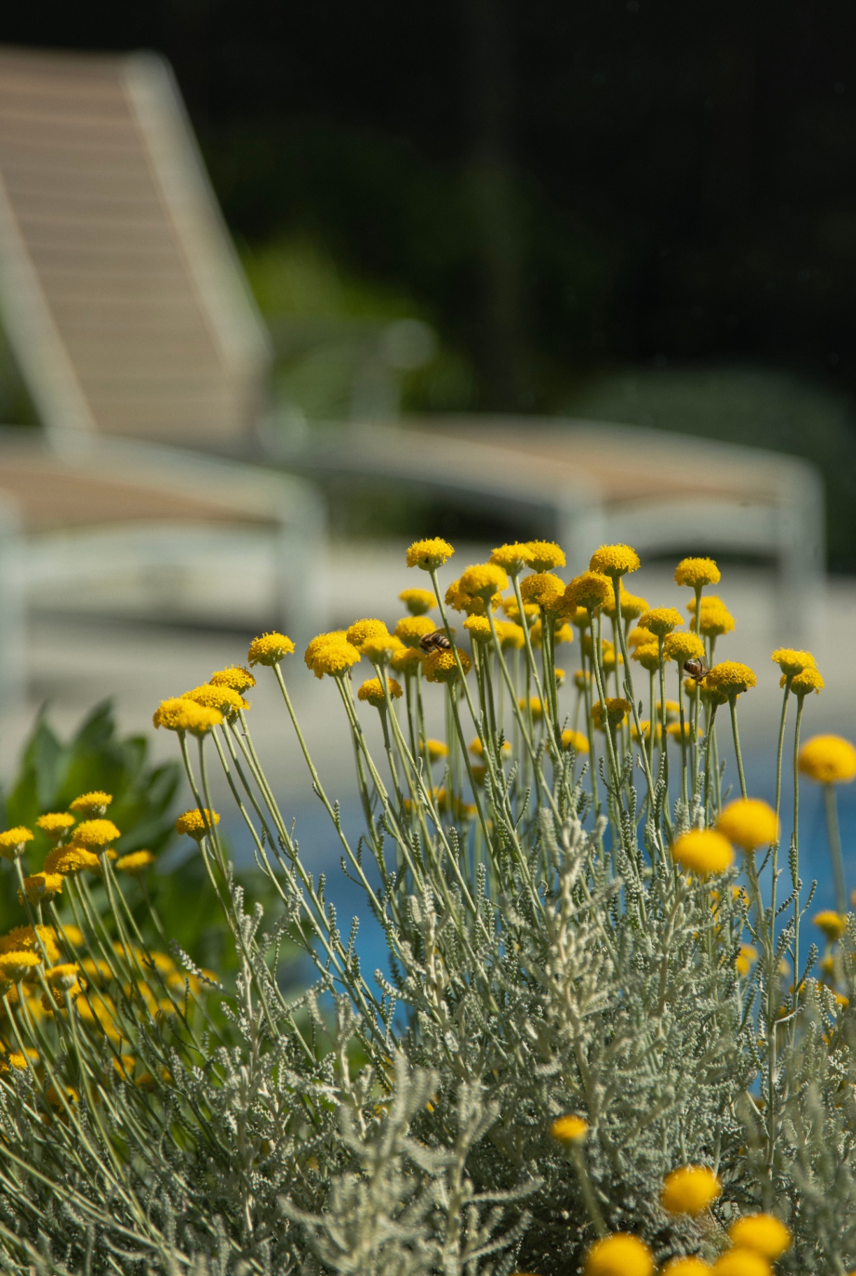 Santolina flowers by the pool at St Peters